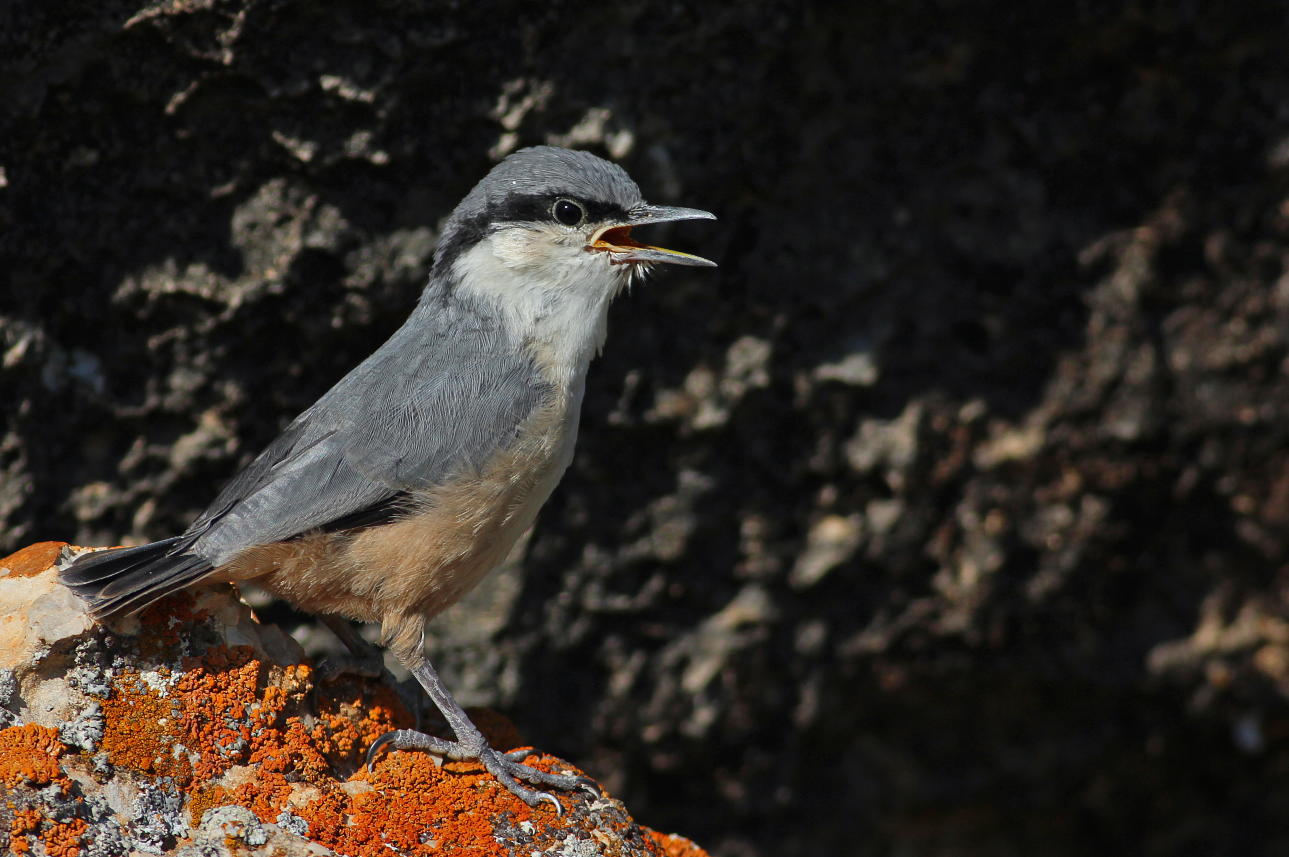 Western Rock Nuthatch